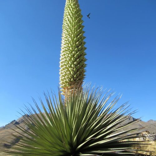 La Puya Raimondi y Tour a la Laguna Pastoruri desde Huaraz