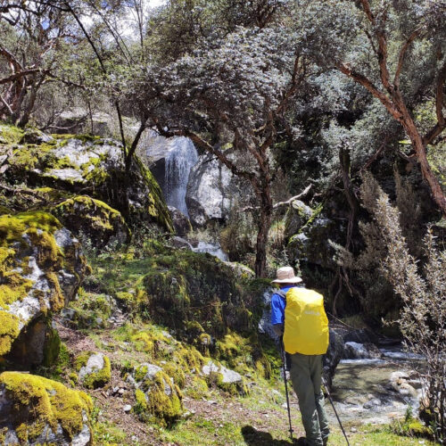 Bosque de queñual en el descenso hacia Wilcahuain desde el Paso del Zorro