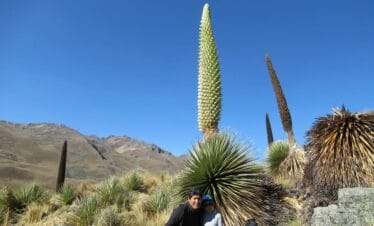 Puya Raimondii plants on Pastoruri Glacier Tour Cordillera Blanca