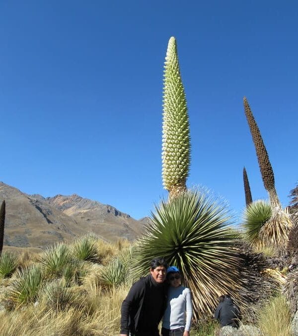 Puya Raimondii plants on Pastoruri Glacier Tour Cordillera Blanca